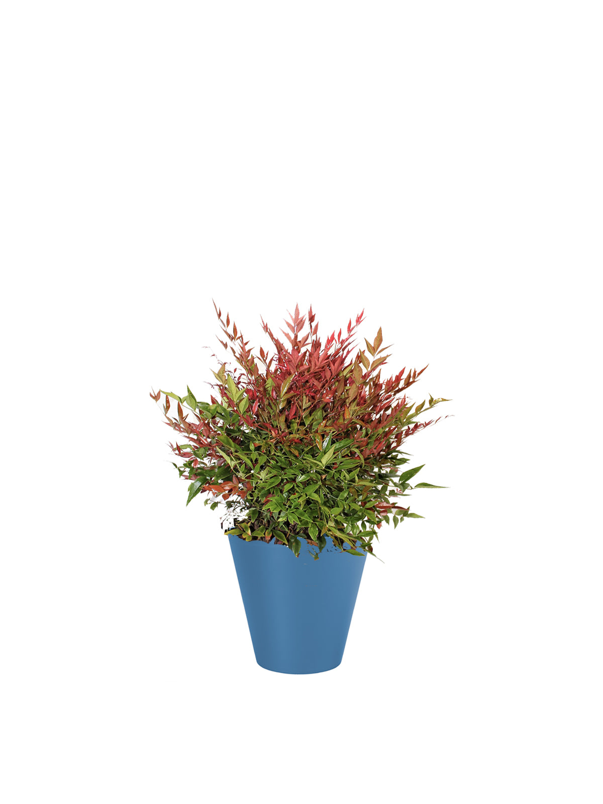 Nandina