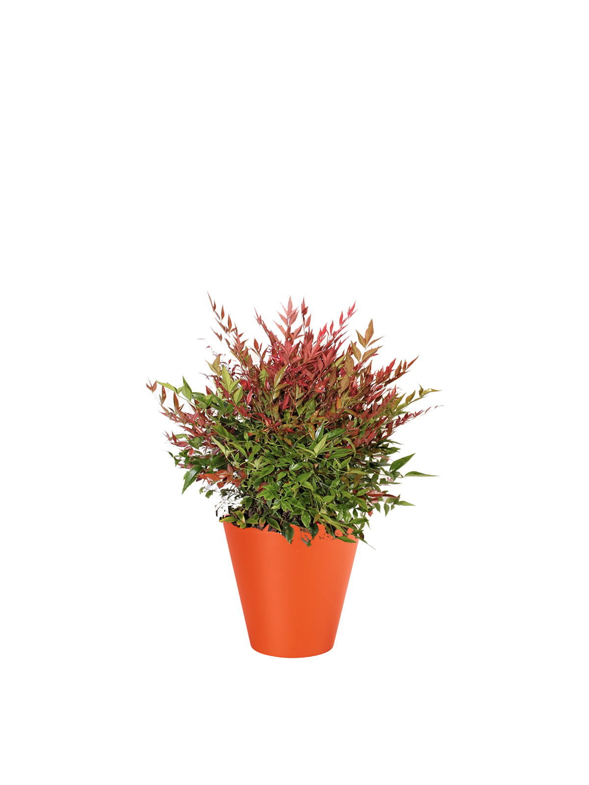 Nandina
