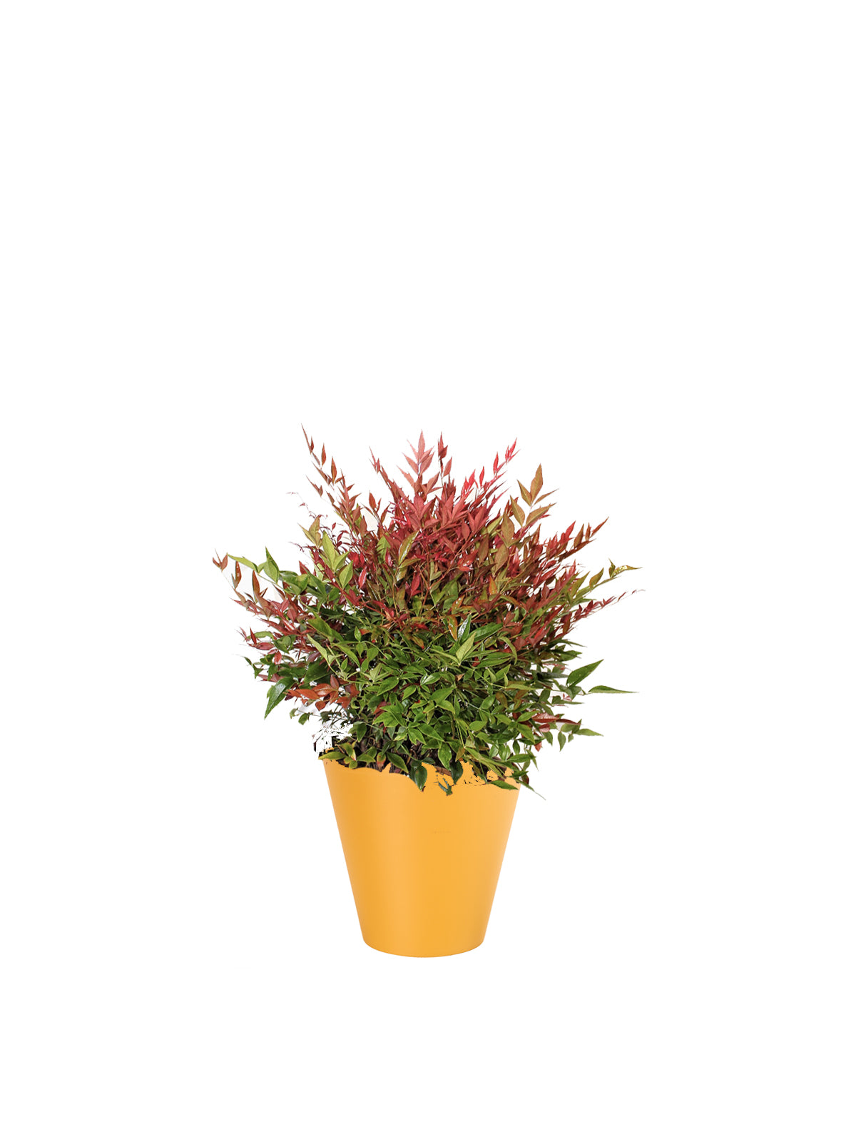 Nandina