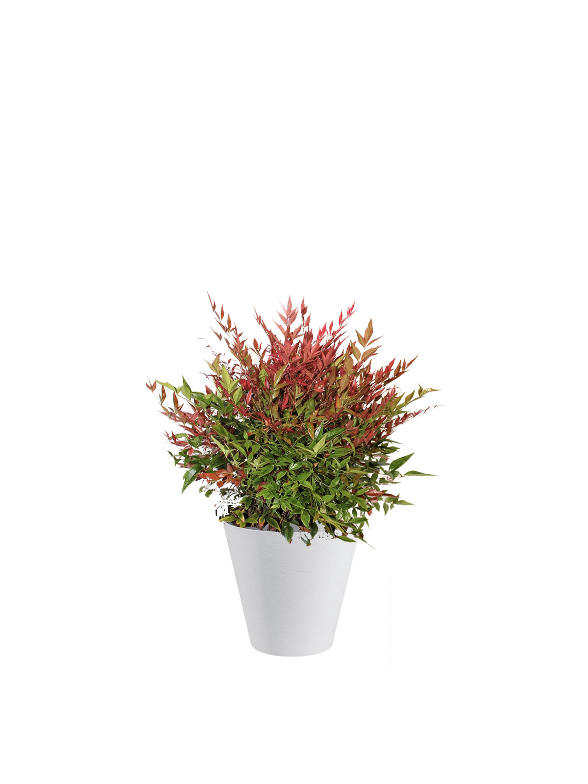 Nandina