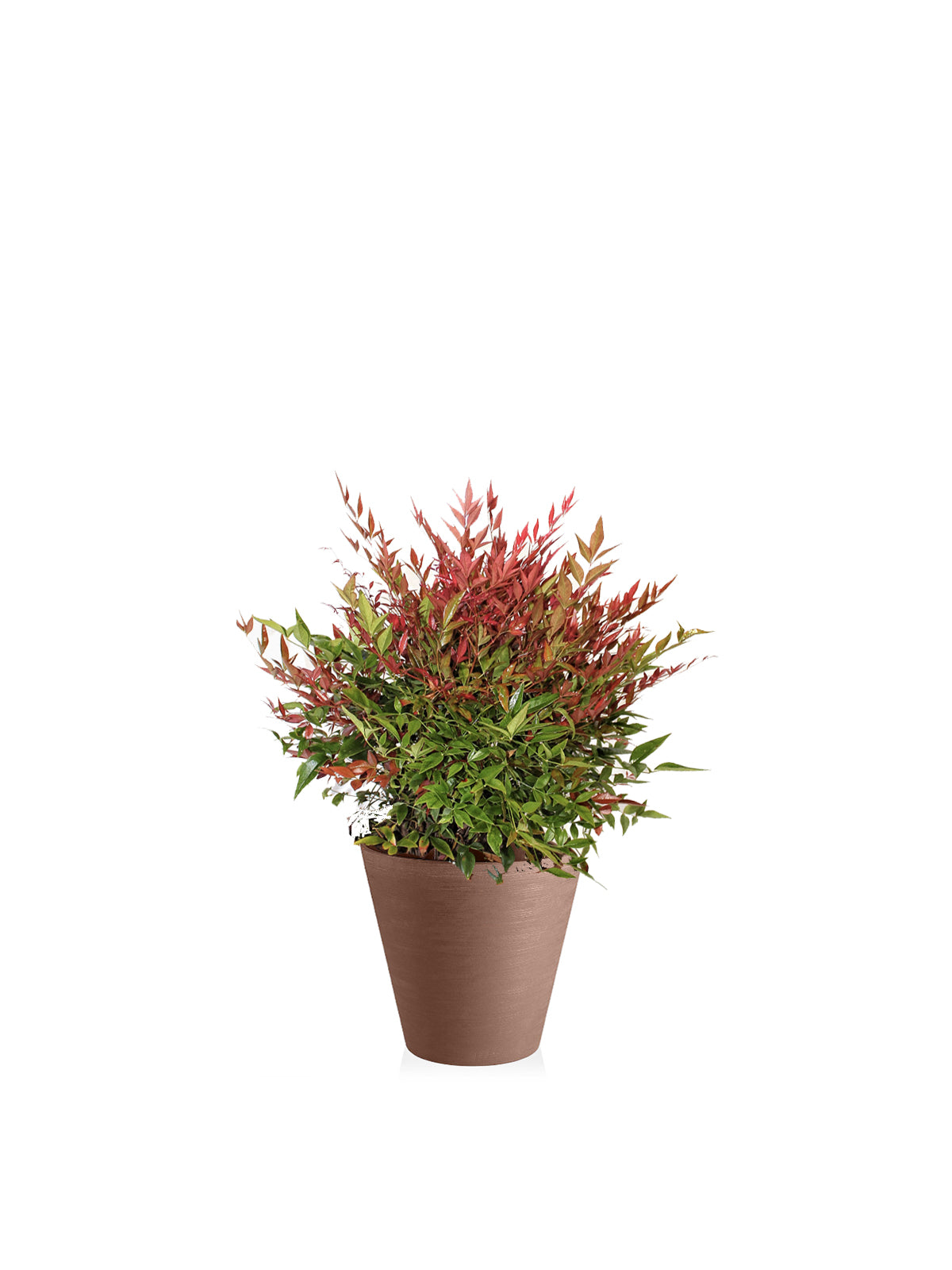 Nandina