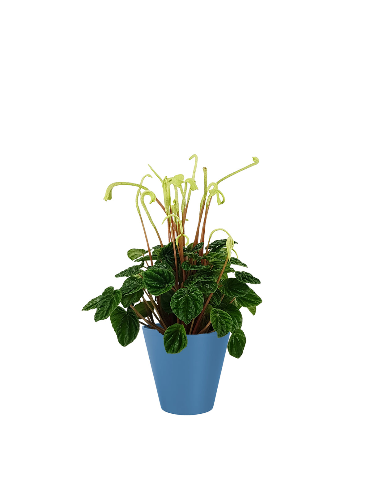 Peperomia