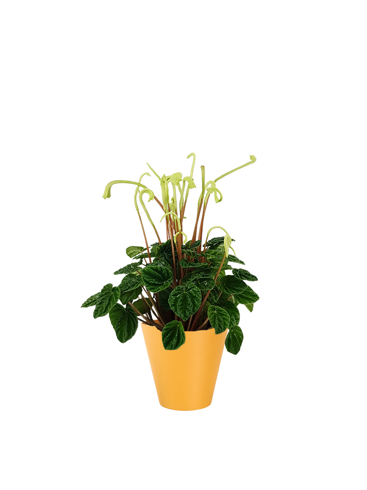 Peperomia
