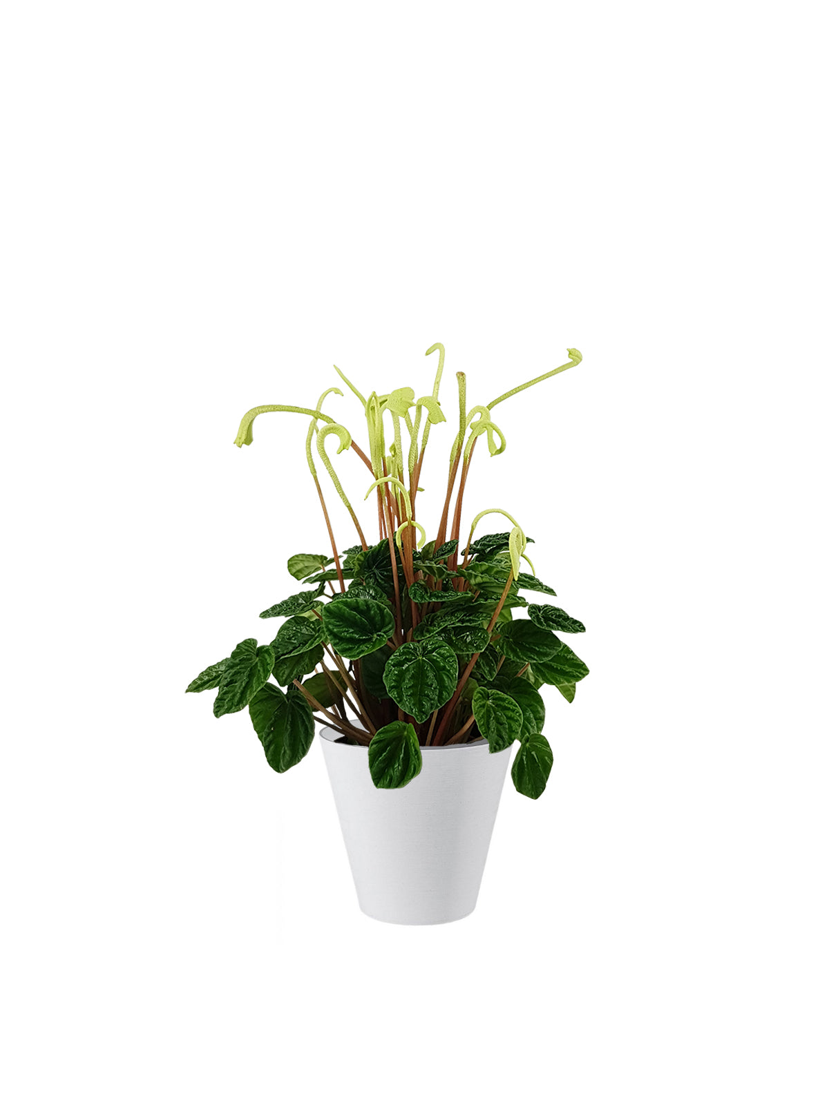 Peperomia