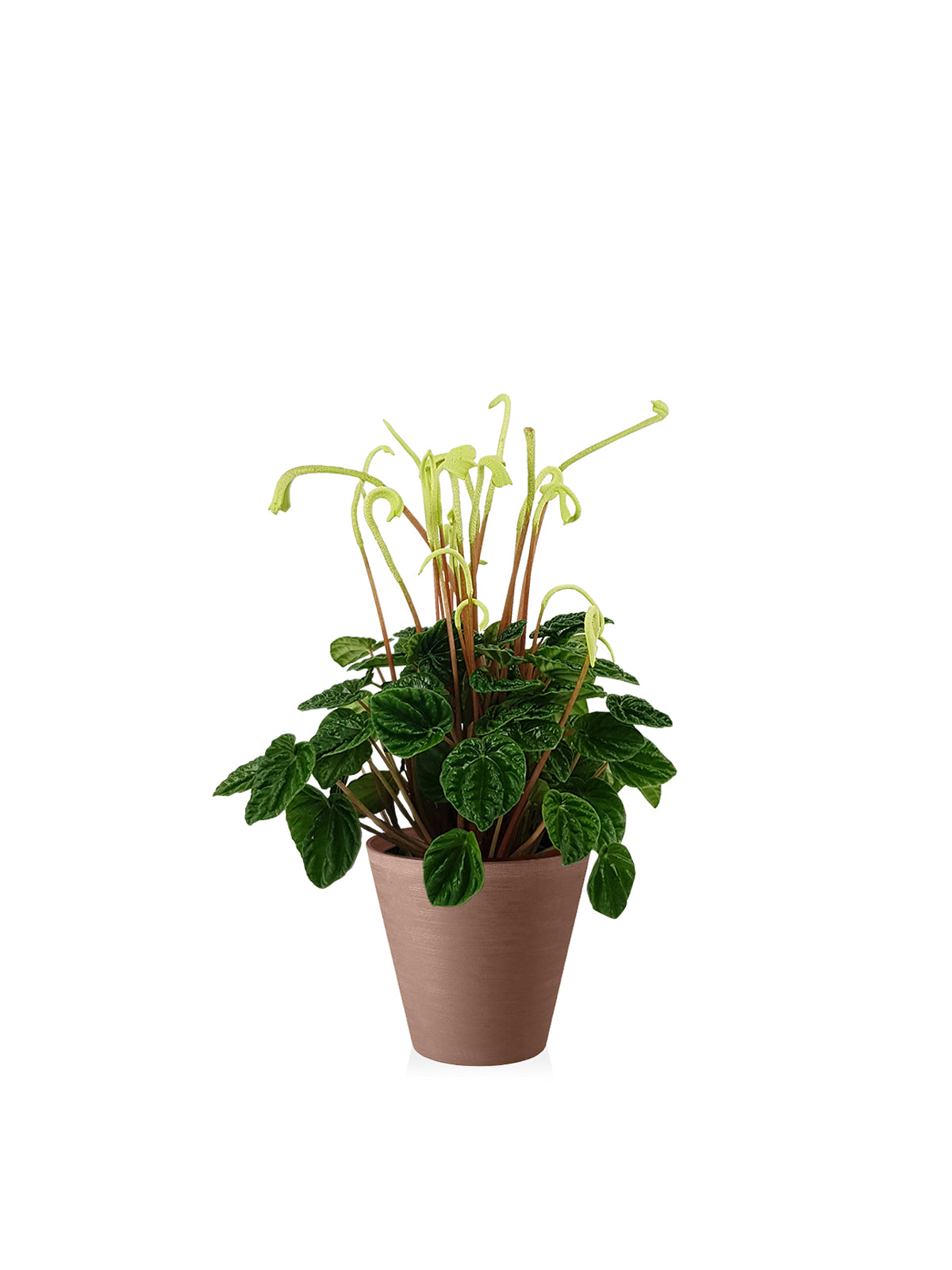 Peperomia