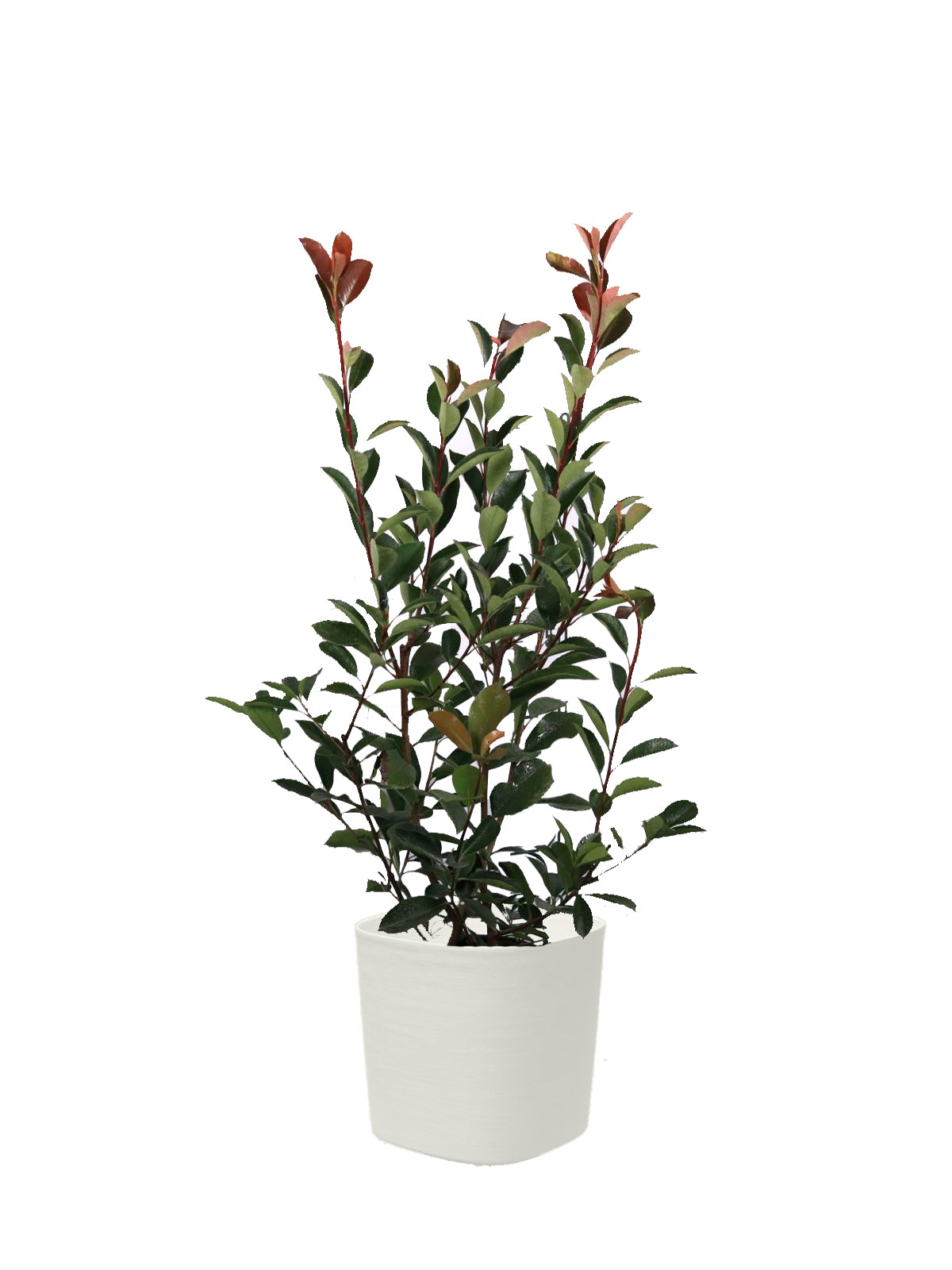 Photinia grande
