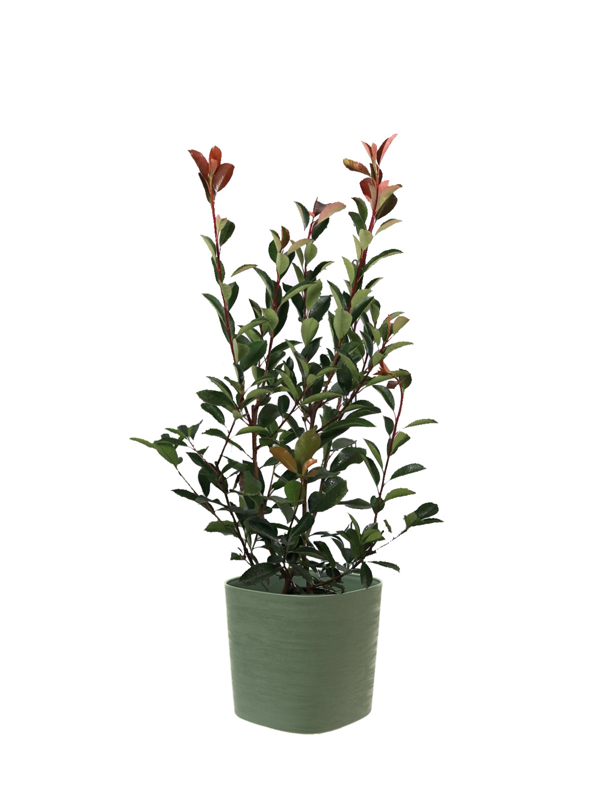 Photinia grande