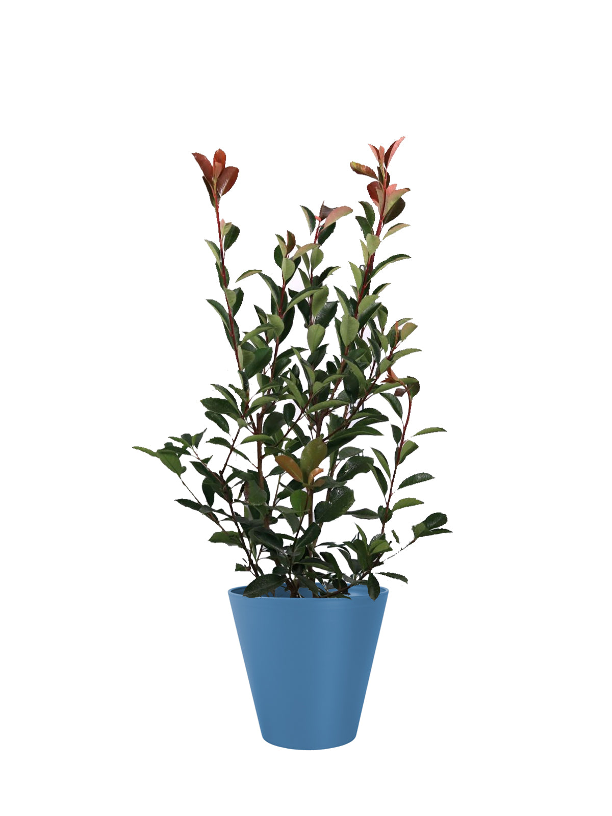 Photinia grande