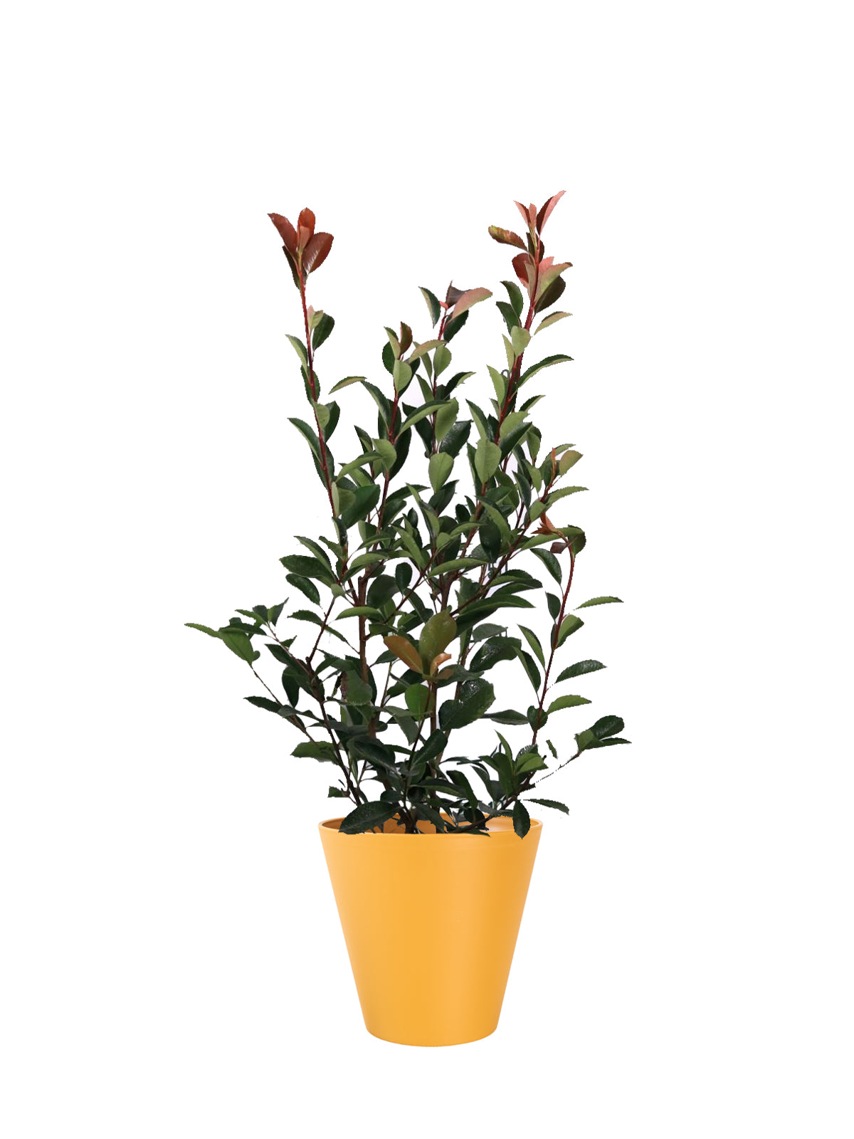 Photinia grande