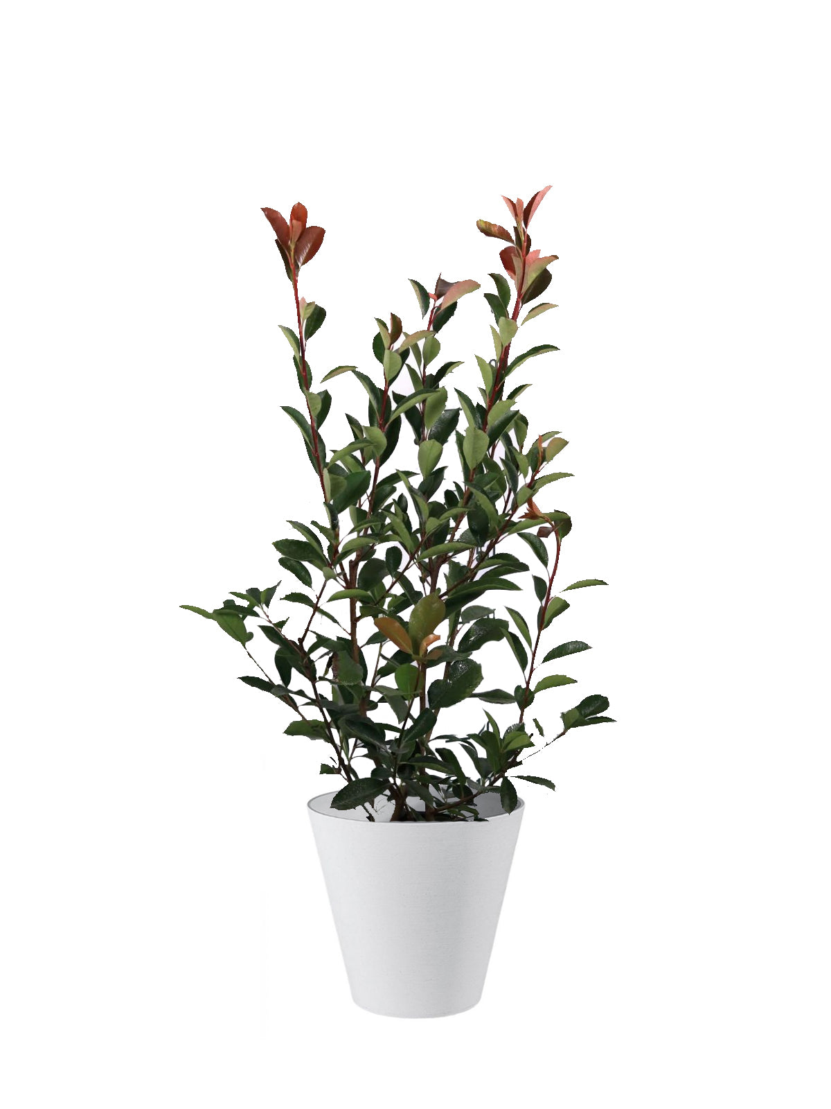 Photinia grande