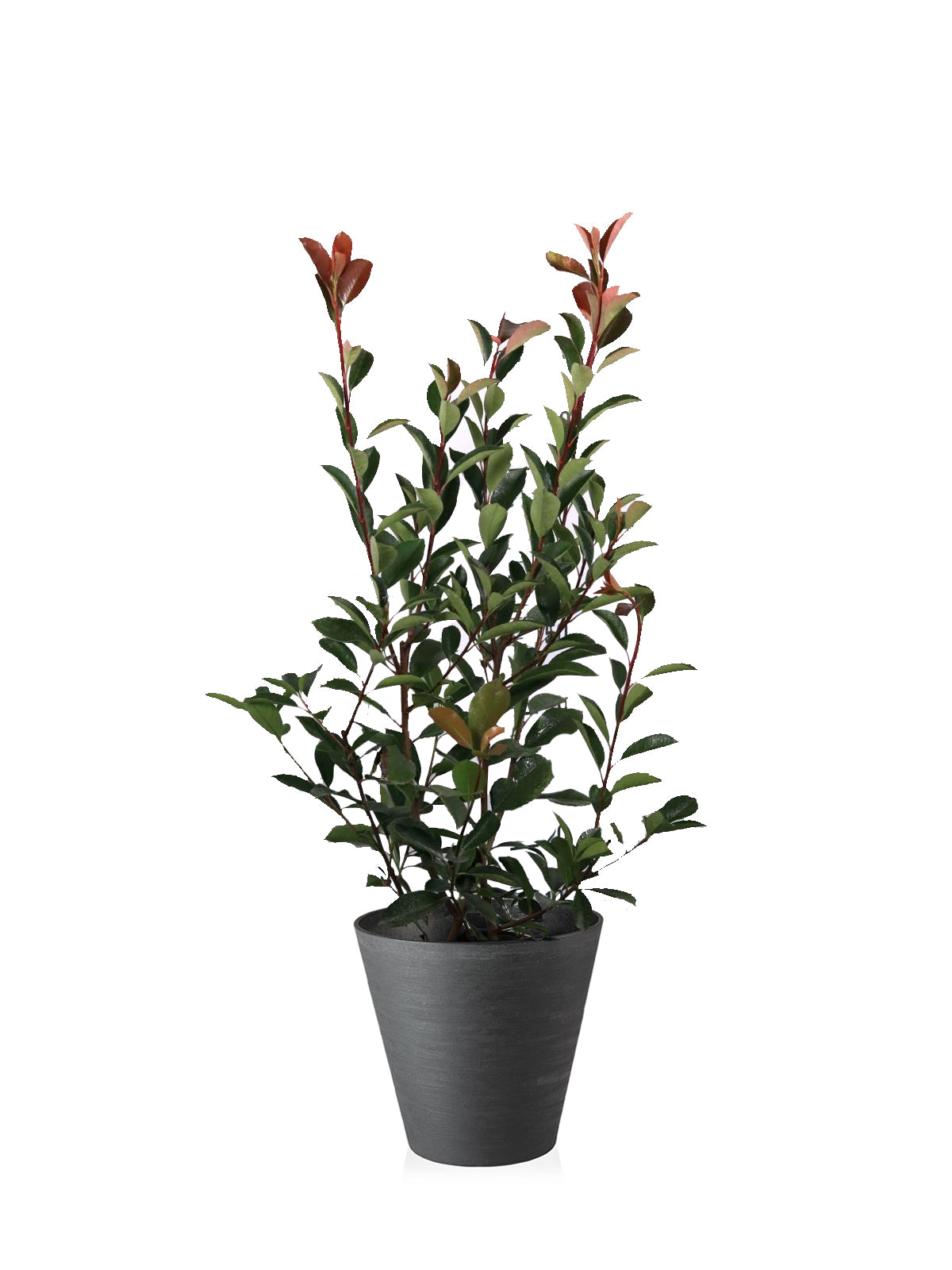 Photinia grande
