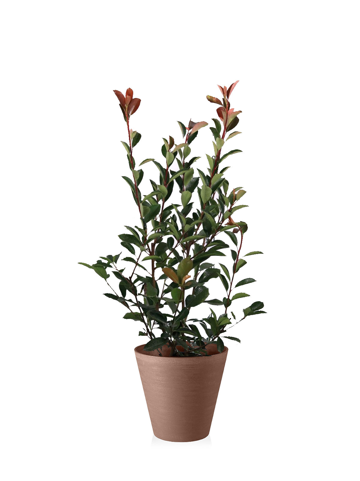Photinia grande