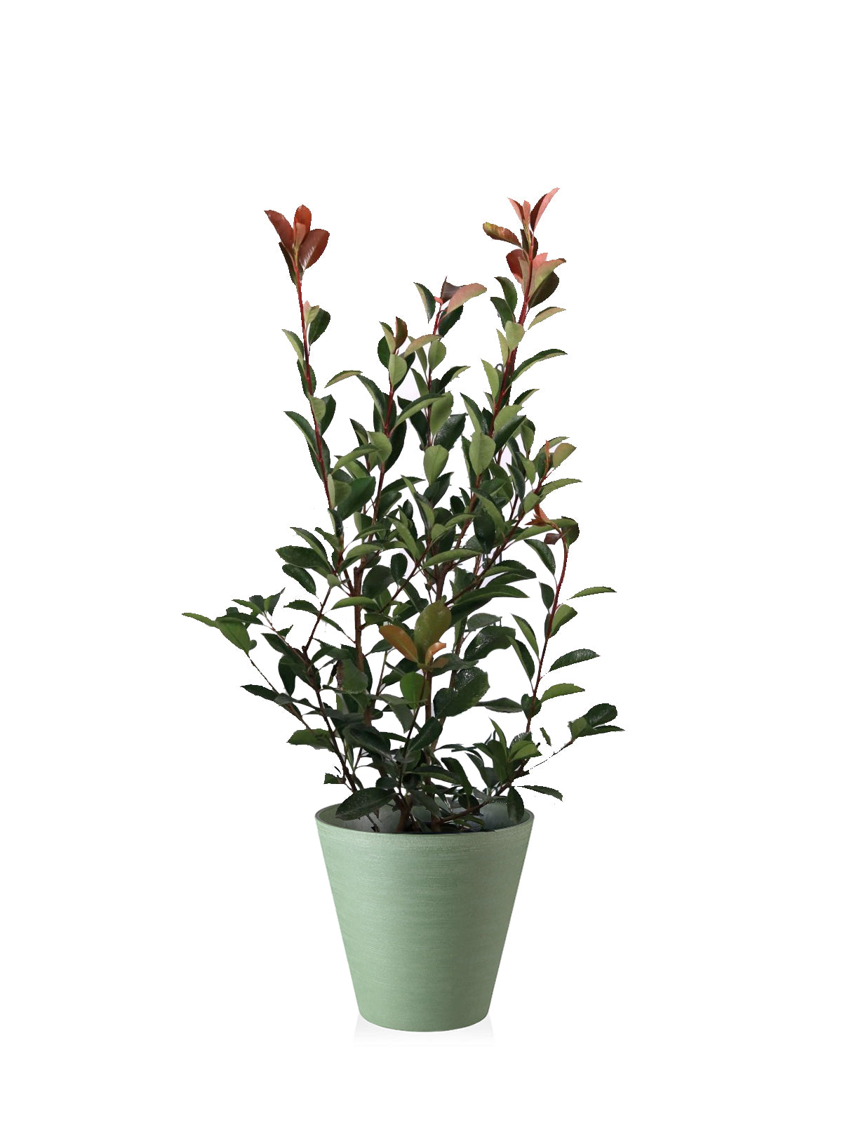 Photinia grande