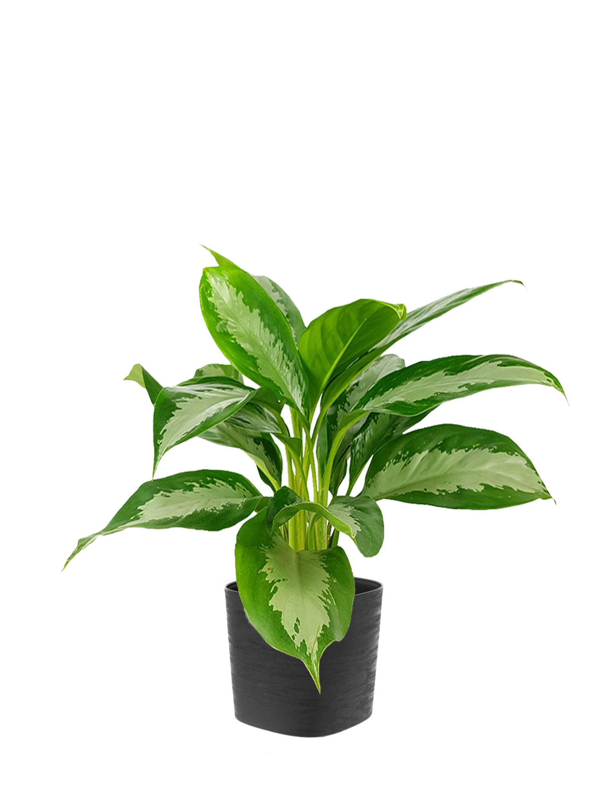 Pianta del Buio grande