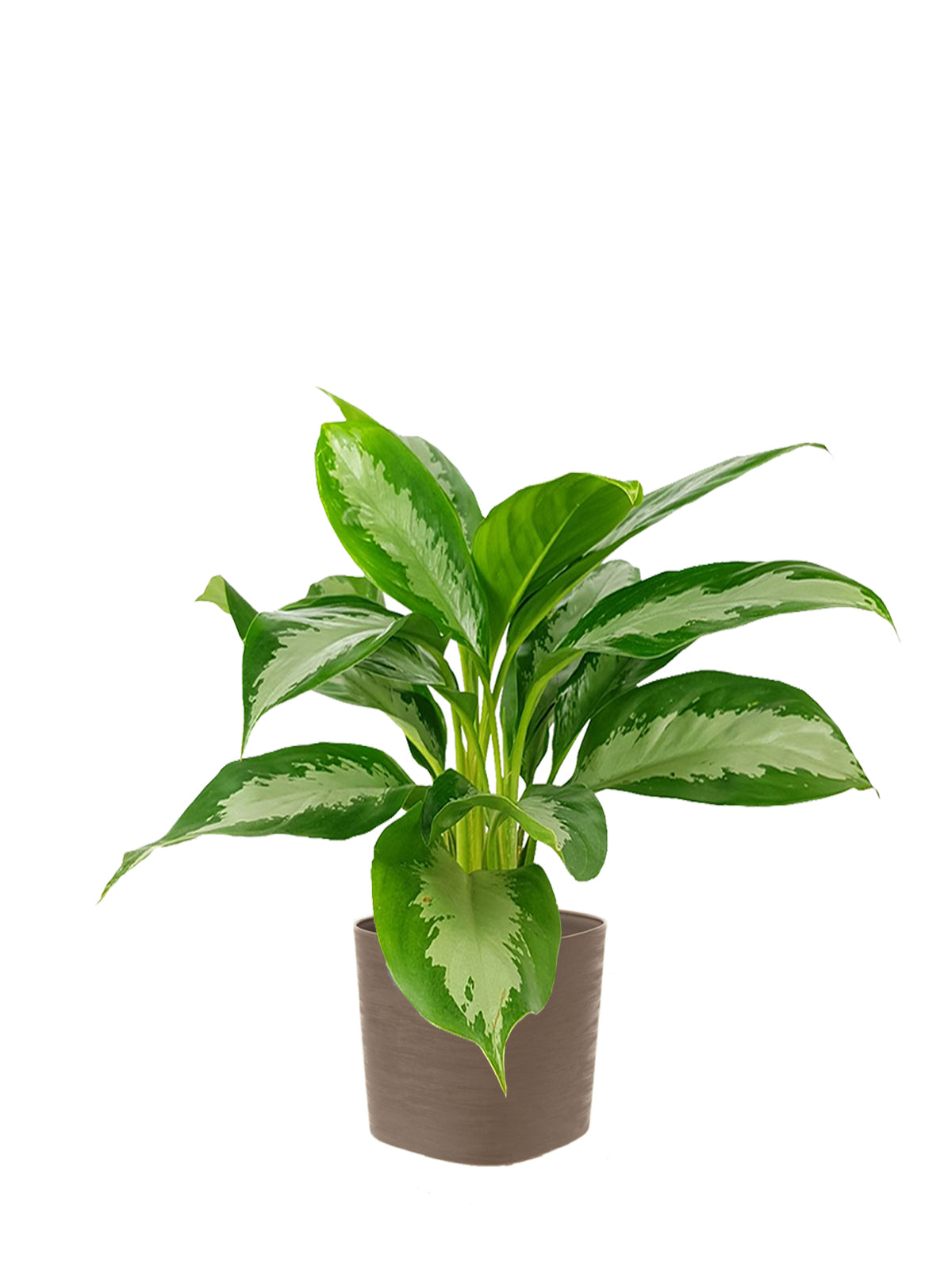 Pianta del Buio grande