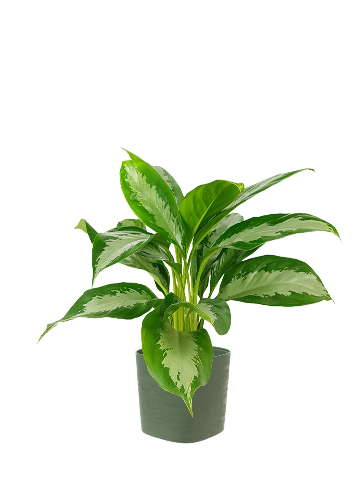 Pianta del Buio grande