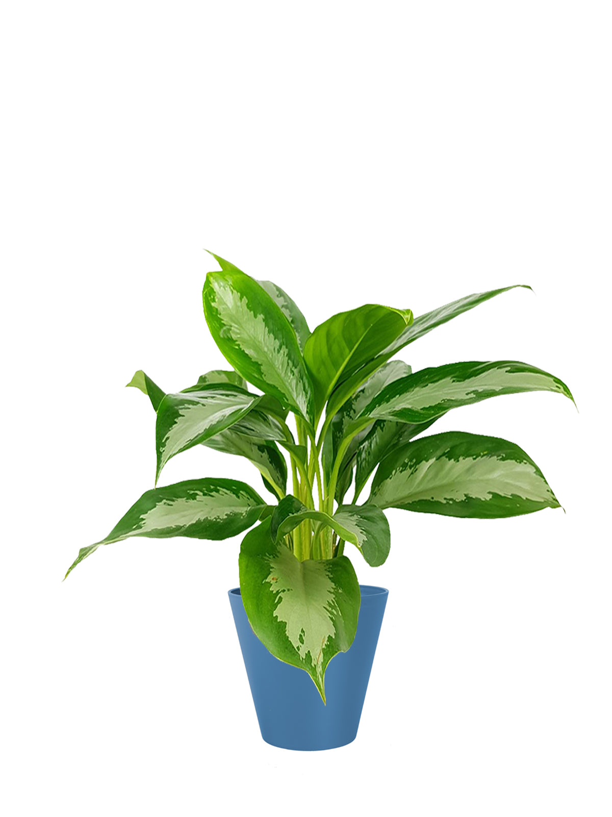Pianta del Buio grande