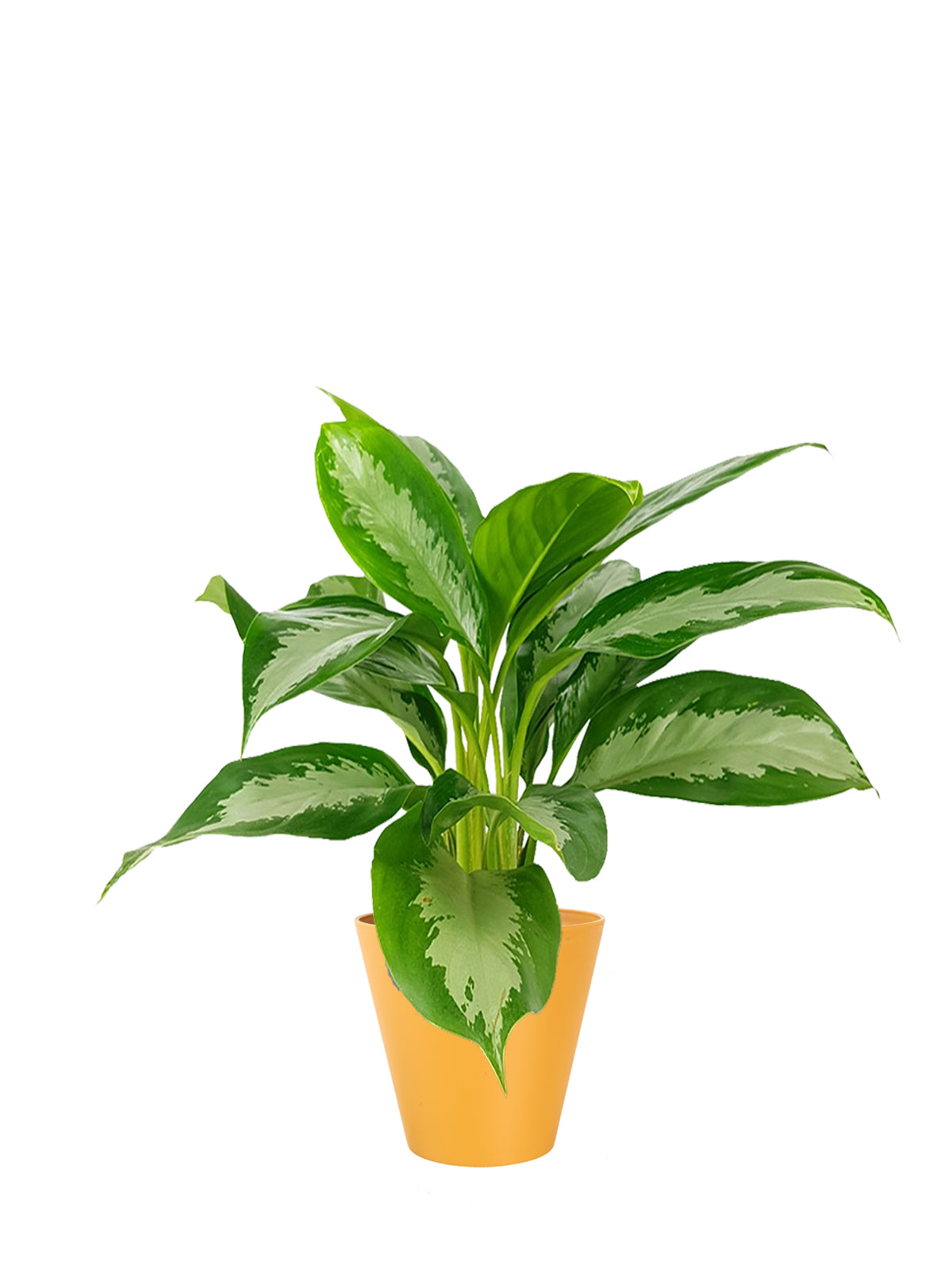 Pianta del Buio grande