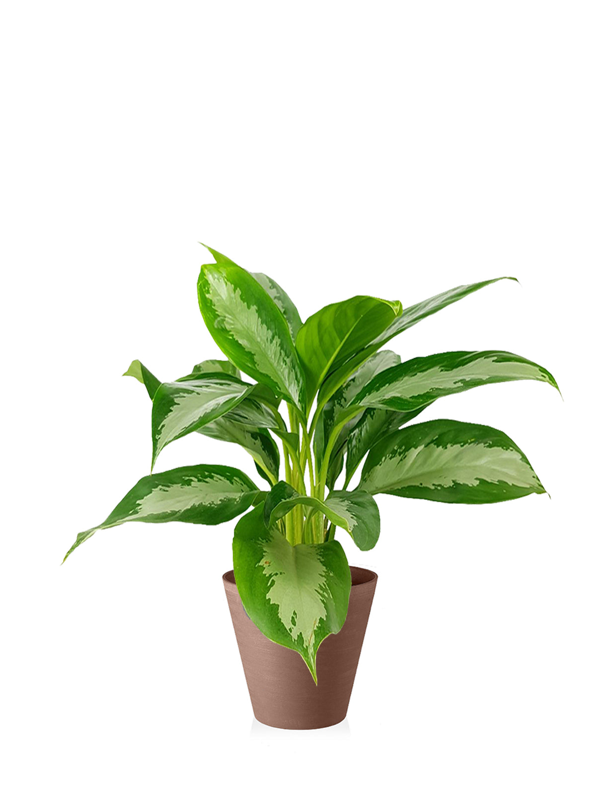Pianta del Buio grande