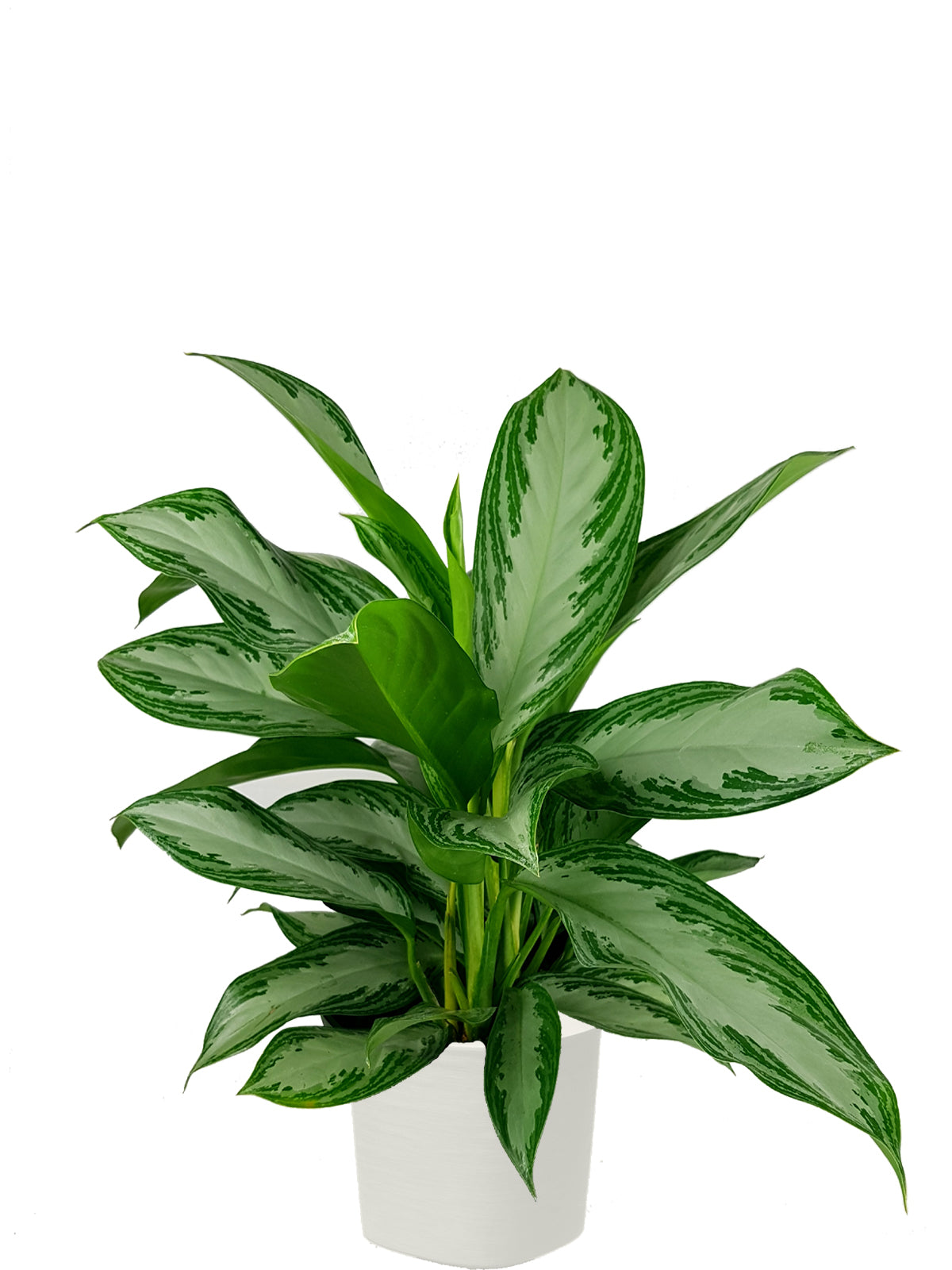 Pianta del Buio extra