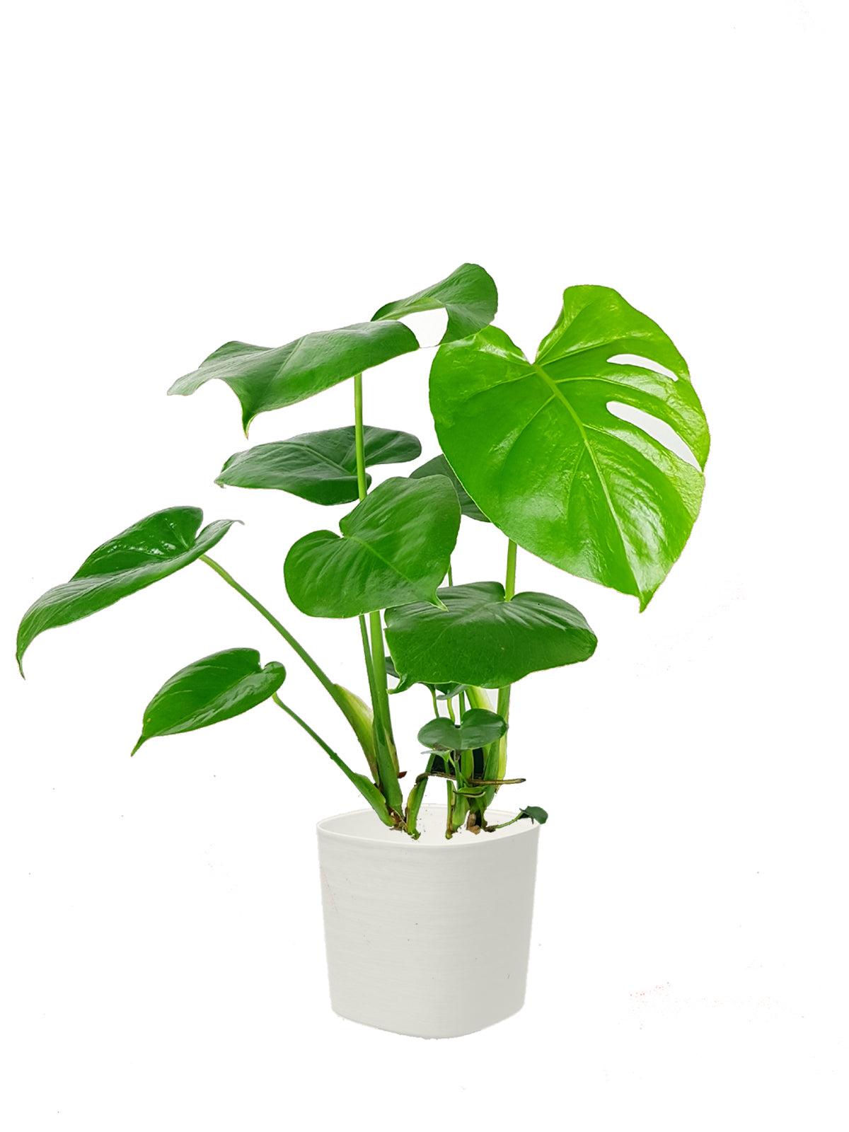 Pianta del Pane grande