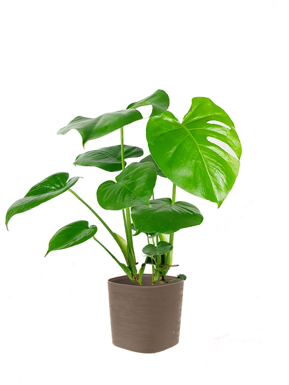 Pianta del Pane grande
