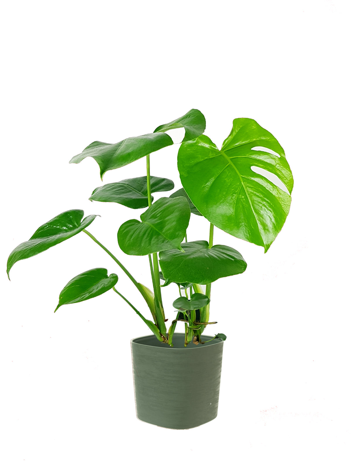 Pianta del Pane grande