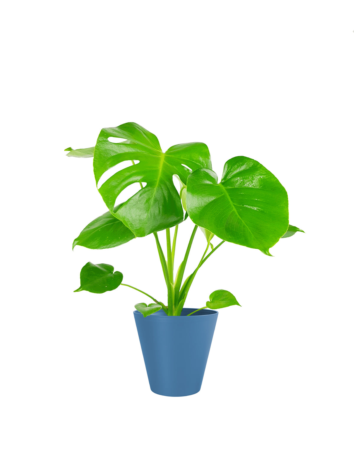 Pianta del Pane