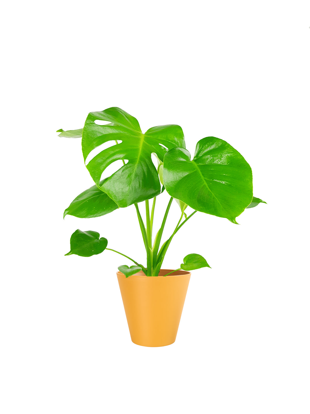 Pianta del Pane