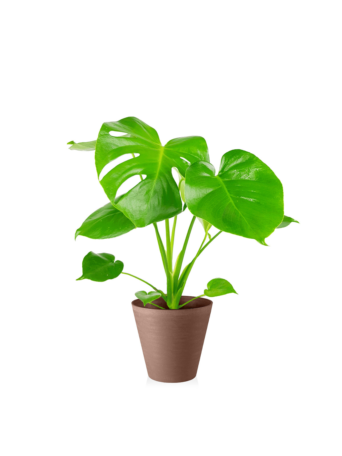 Pianta del Pane