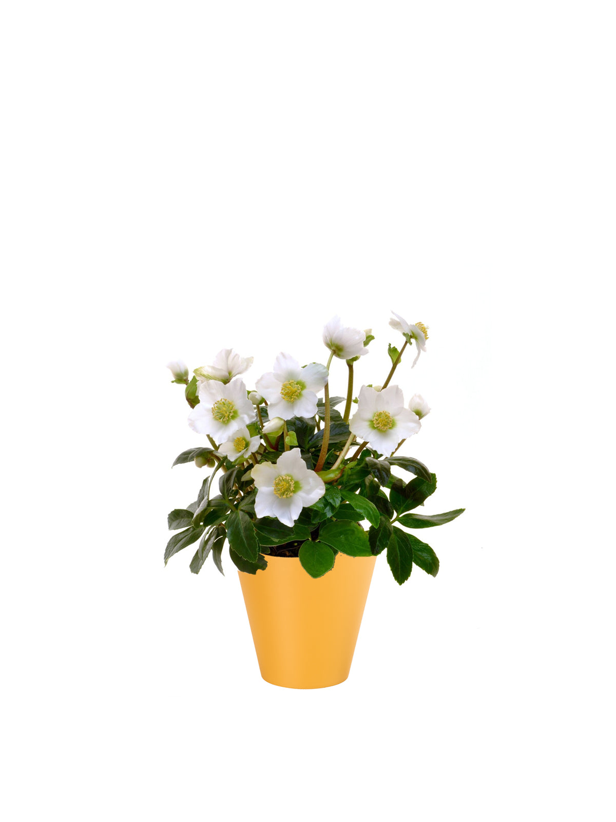Rosa di Natale