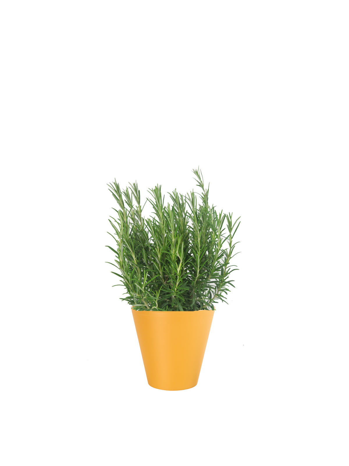Rosmarino