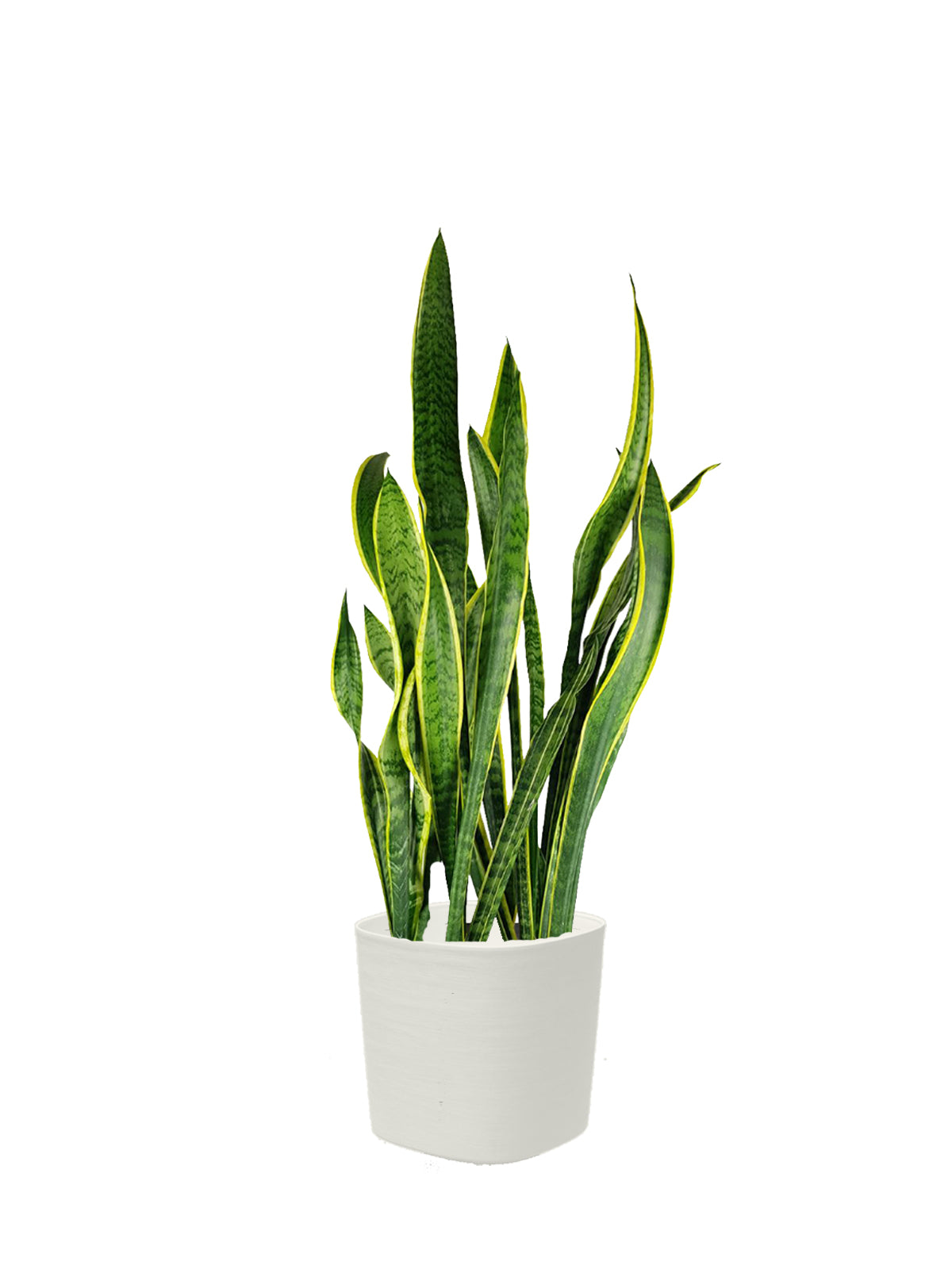 Sansevieria grande