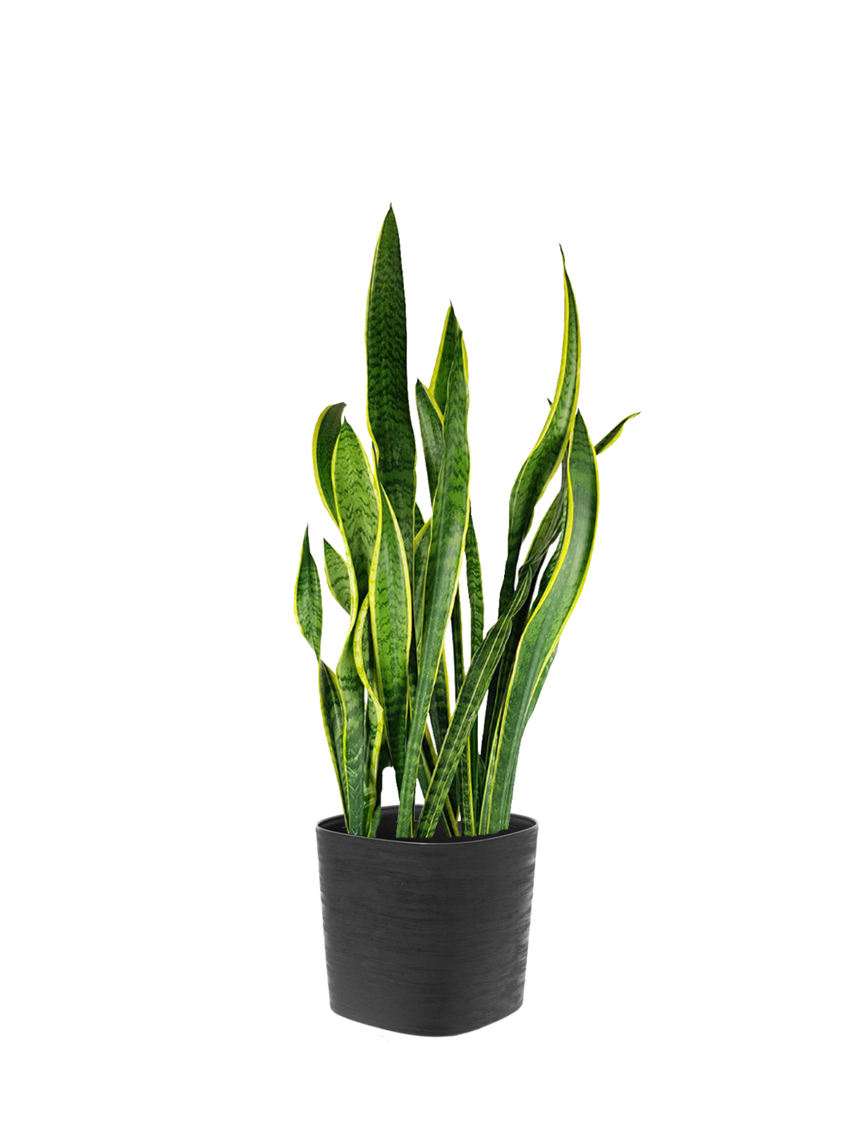 Sansevieria grande