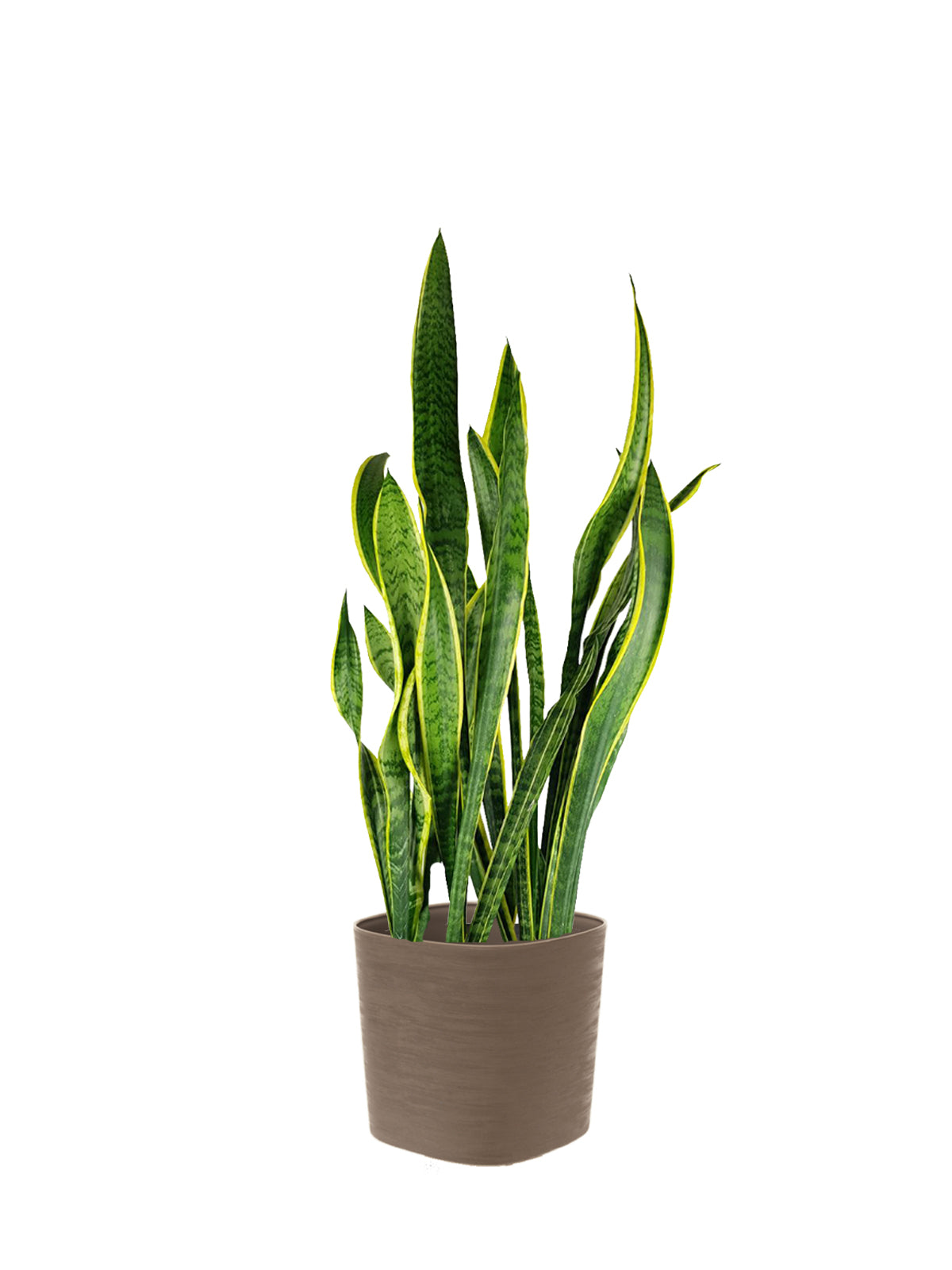 Sansevieria grande
