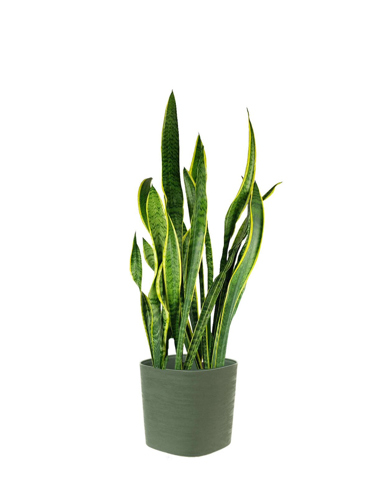 Sansevieria grande