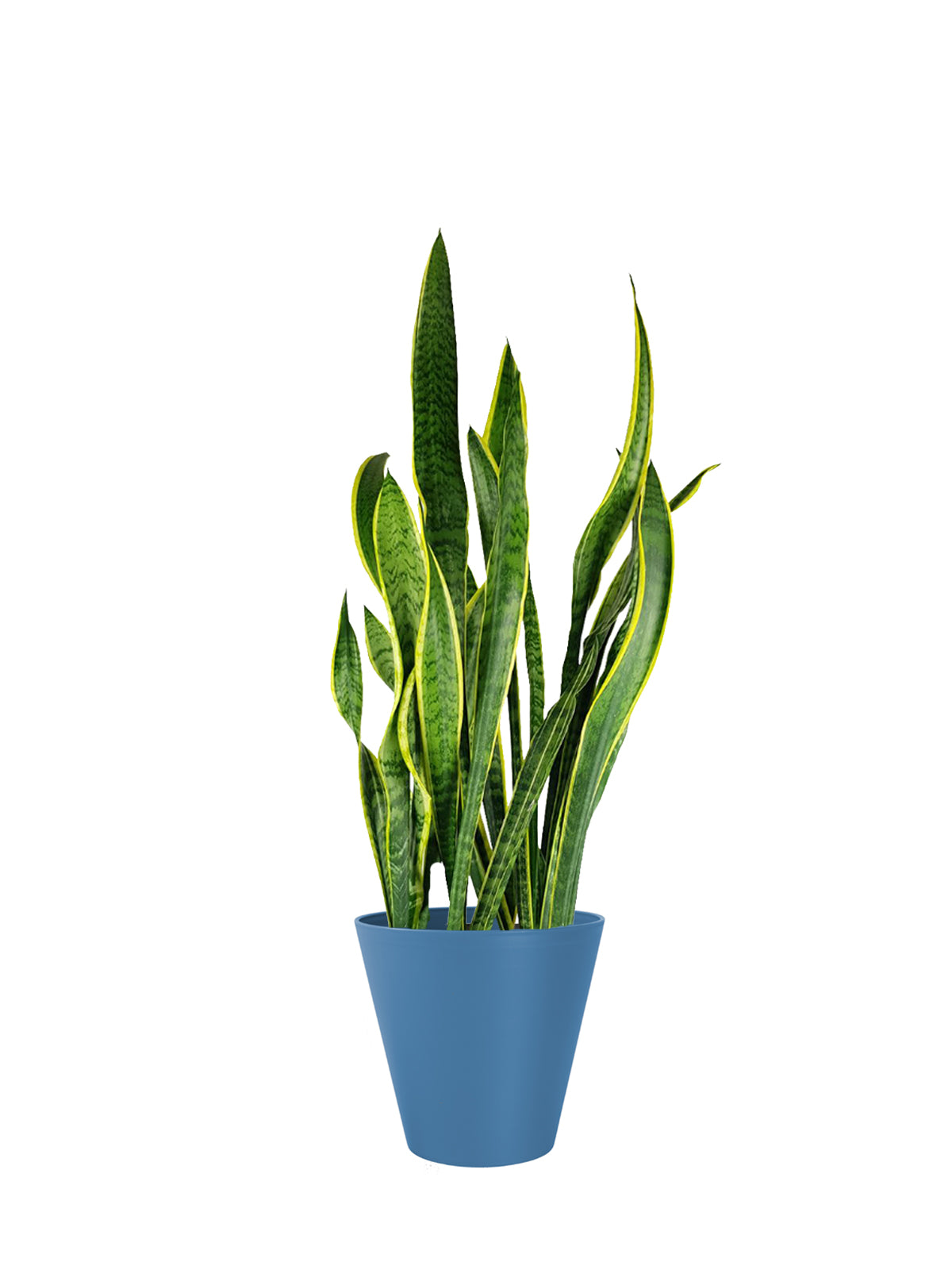 Sansevieria grande