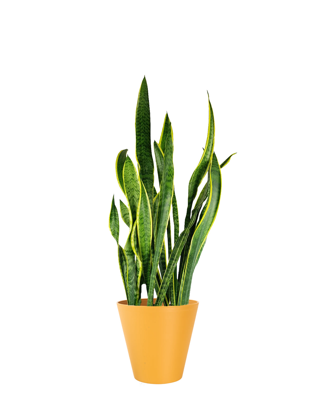 Sansevieria grande