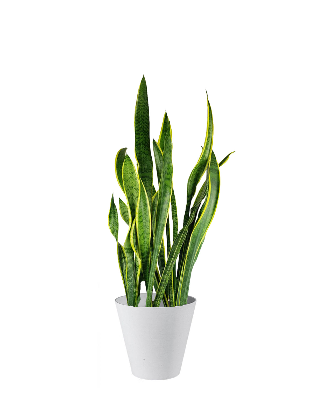 Sansevieria grande