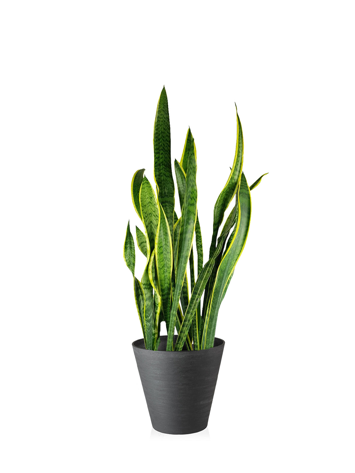 Sansevieria grande