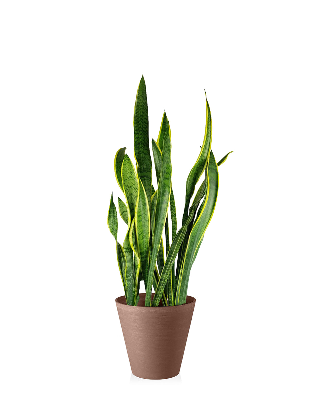 Sansevieria grande