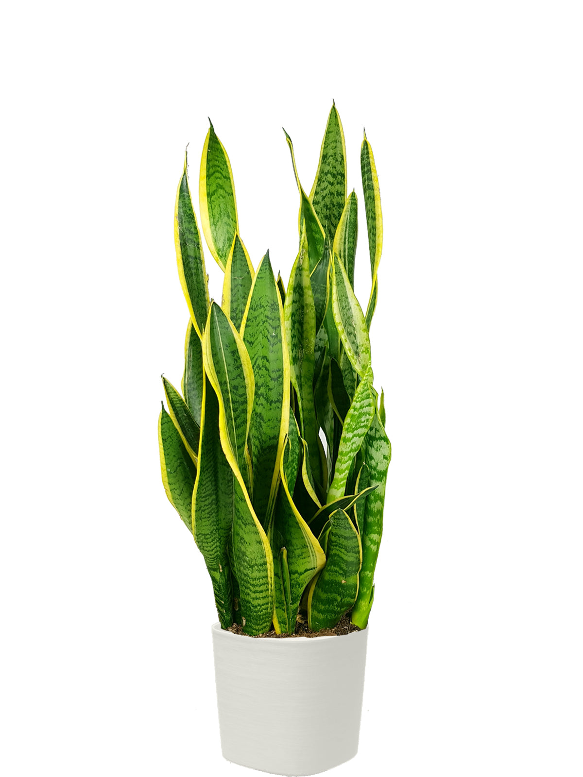 Sansevieria extra