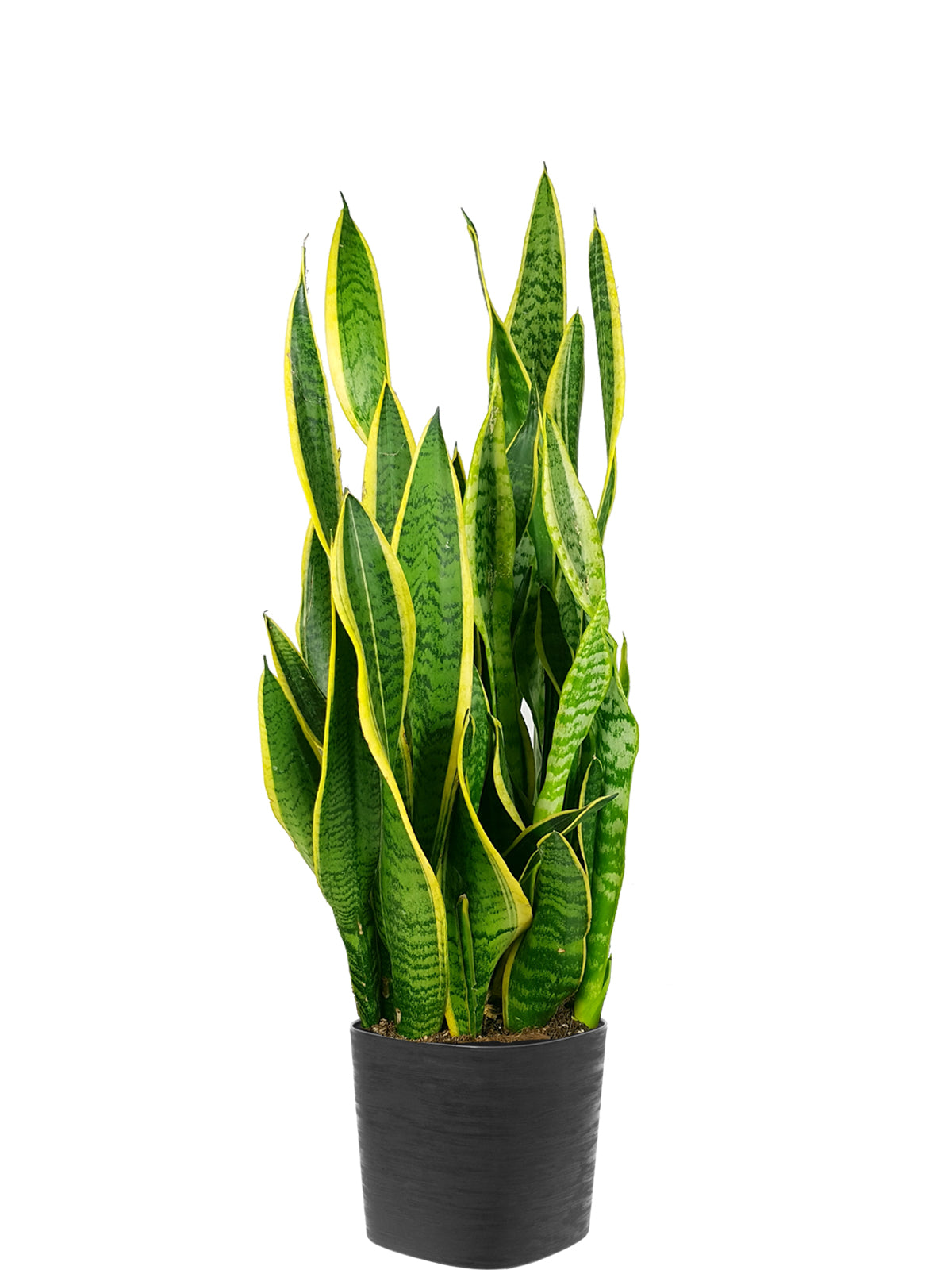 Sansevieria extra