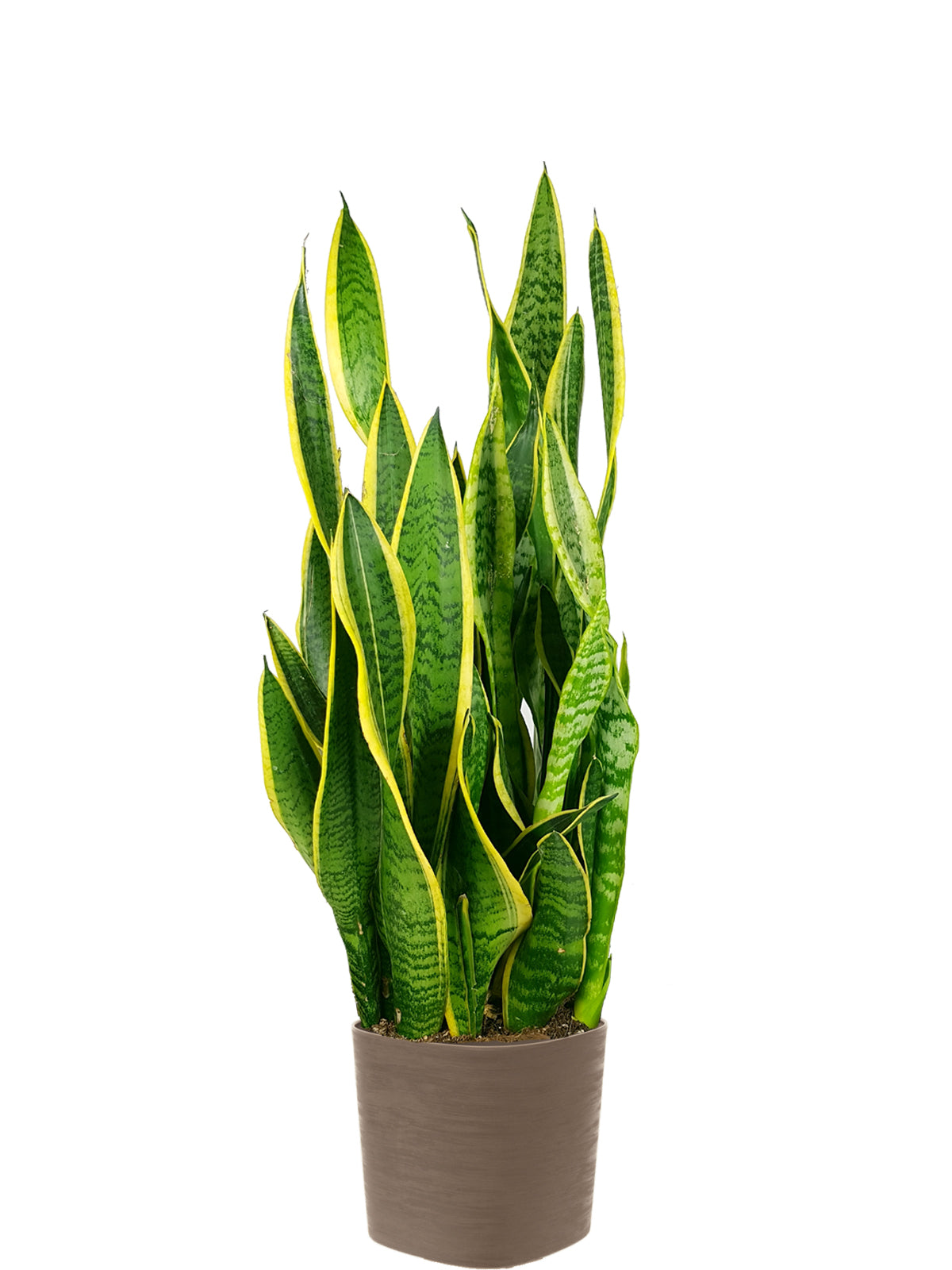 Sansevieria extra