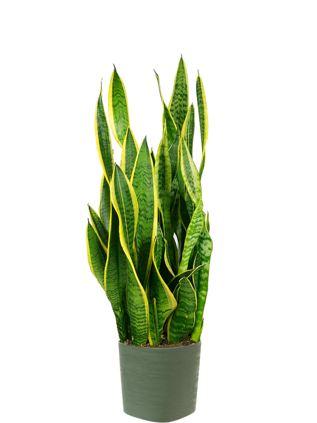 Sansevieria extra