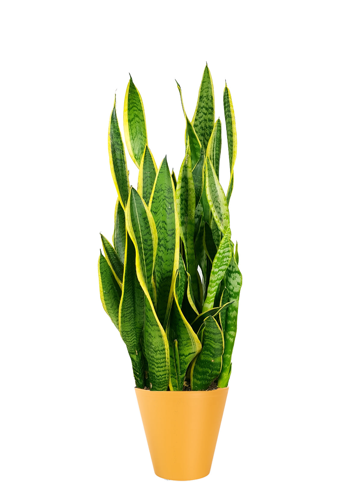 Sansevieria extra