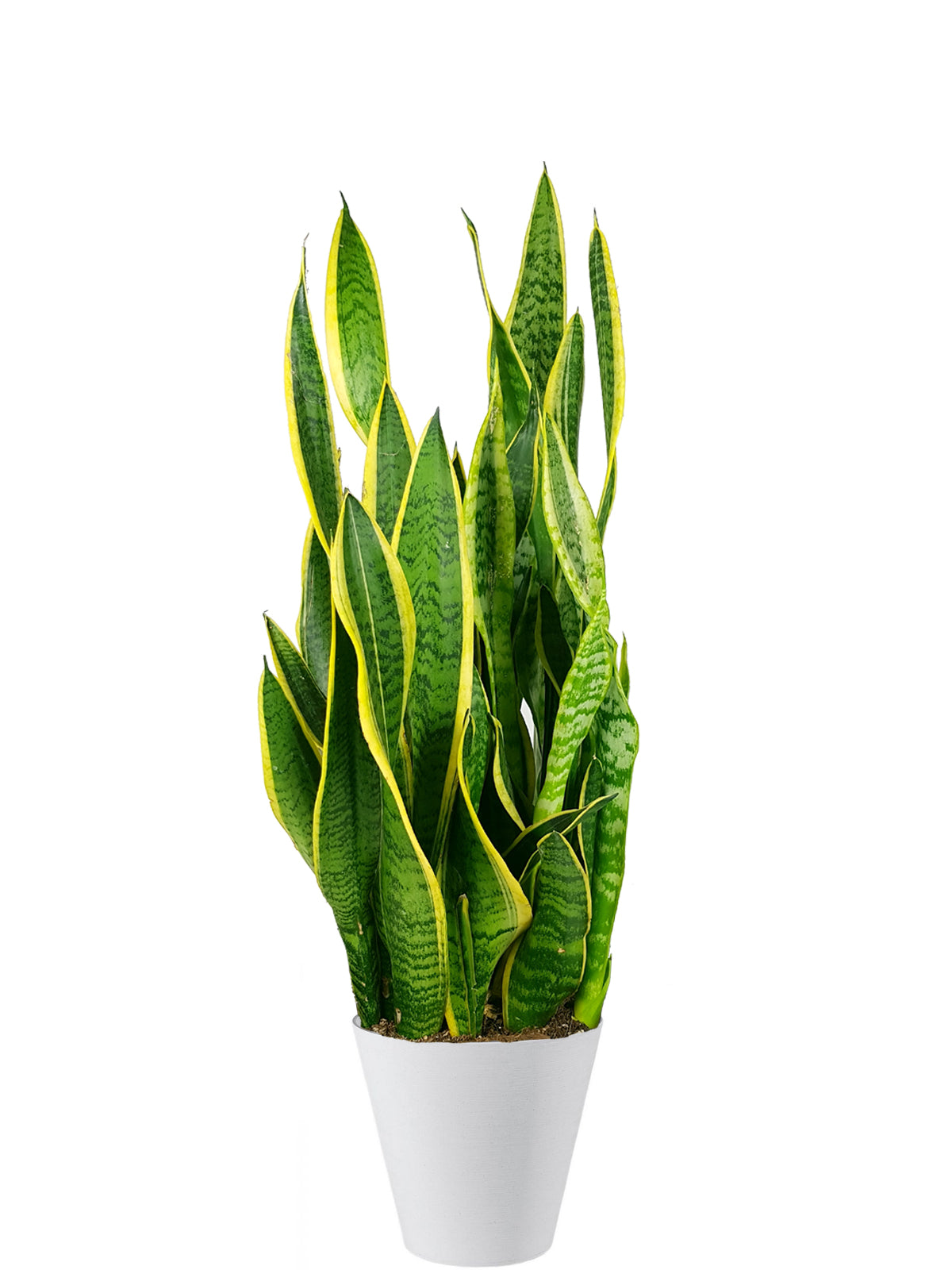 Sansevieria extra