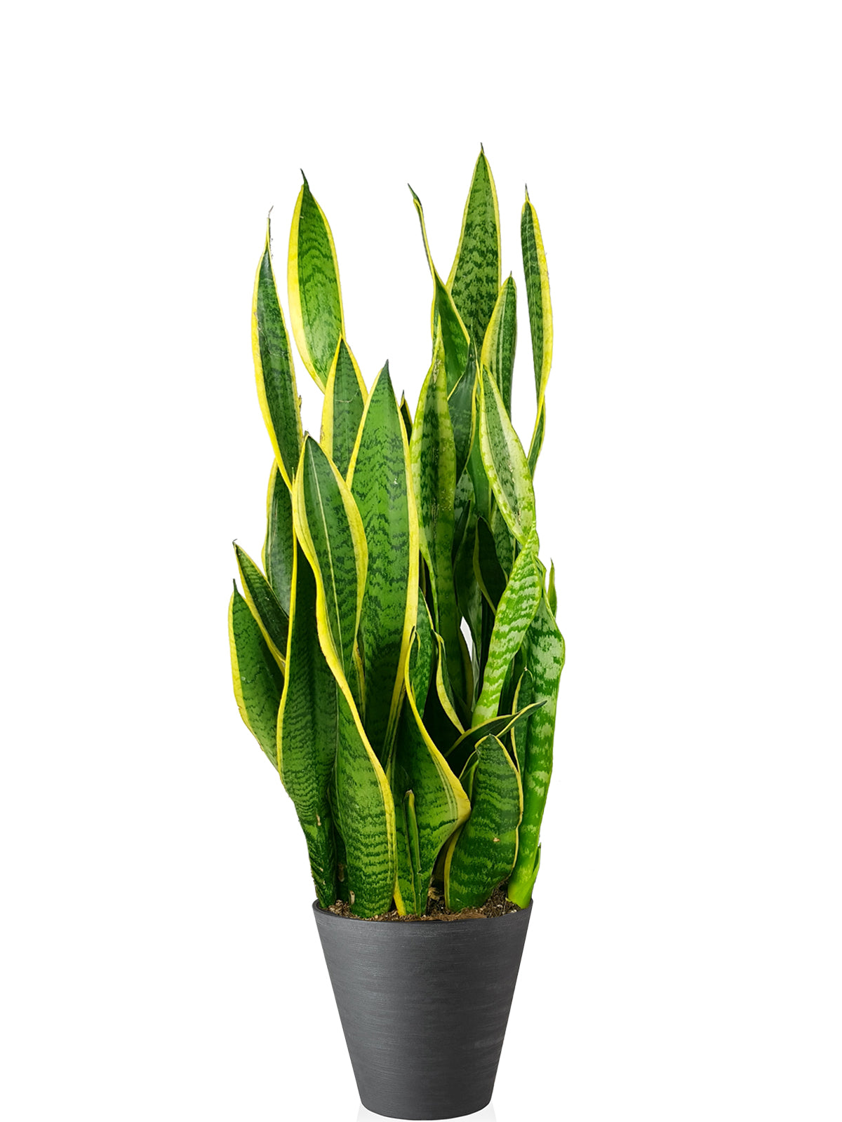 Sansevieria extra
