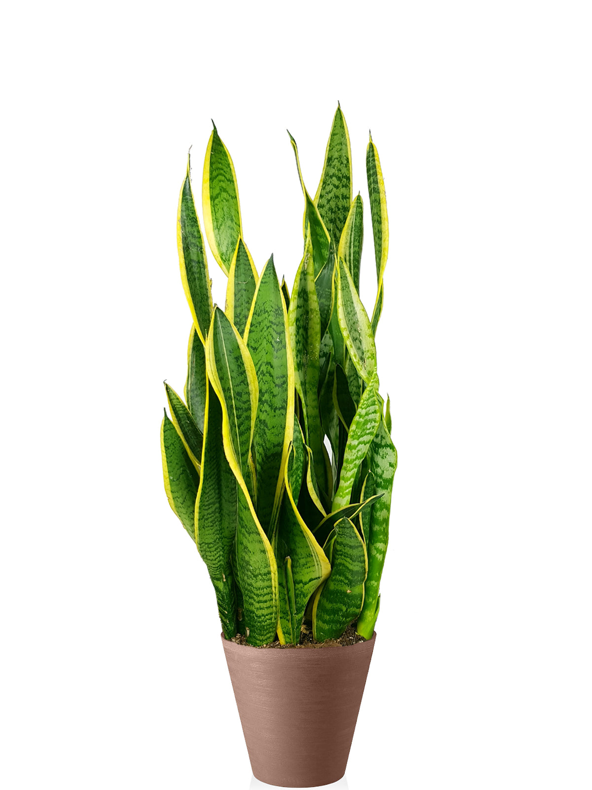 Sansevieria extra