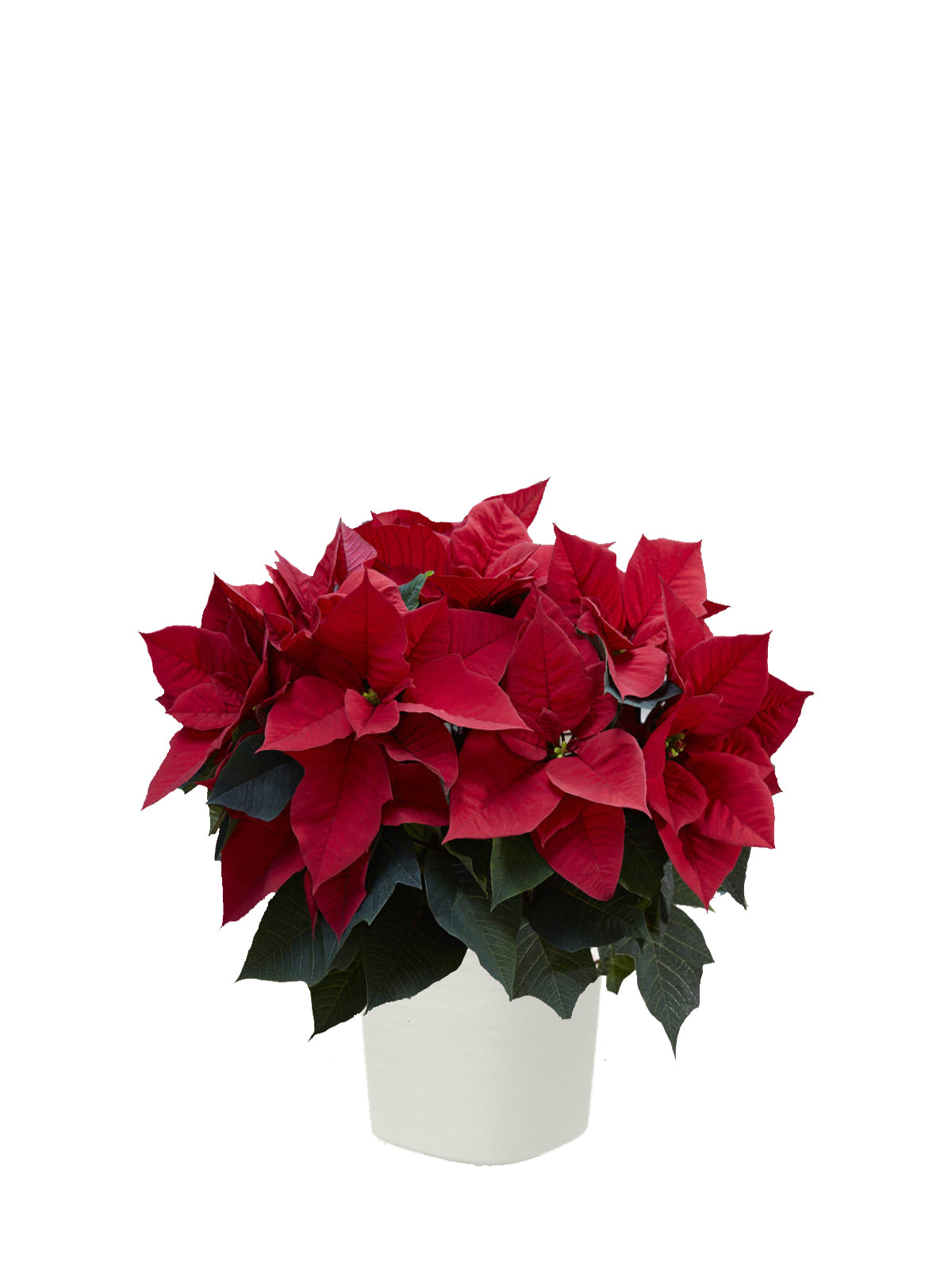 Stella di Natale grande